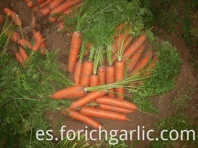 Fresh Carrot